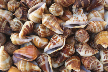 Seashells background, lots of sea snails mixed