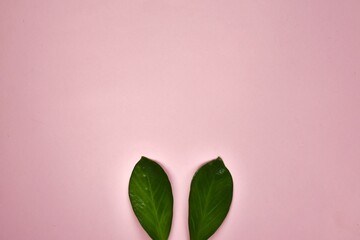 Rabbit ears are made from natural green leaves on a pink background. Easter minimal concept. The apartment lay.