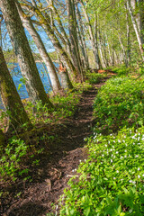 Hiking path along the shore of a lake with flowering spring flowers