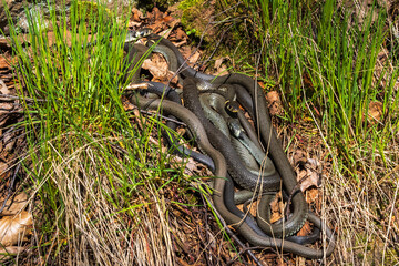 Fototapeta premium Group with Grass snakes basking in the spring sunshine