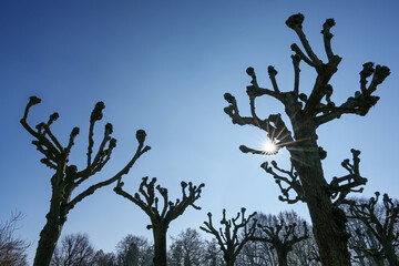 Group of topiary linden trees, silhouettes with sun star against a blue sky in the city park of...