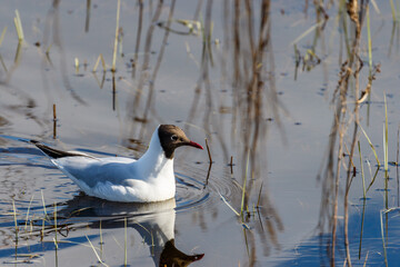 Black headed gull swim in a lake