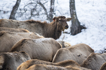 Fototapeta premium View of marals (Cervus elaphus sibiricus)