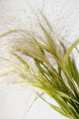 a bouquet created from wild fresh spring flowers photographed on a white background in daylight, flowers for cut out white background