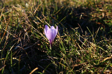 Fiore