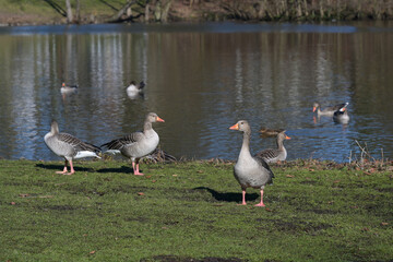 Wild graylag geese (Anser anser) on the pond in a park in Lubeck, danger of avian influenza, copy space, selected focus