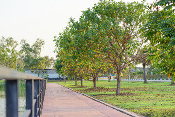 Fototapeta na wymiar The path in the park has trees.