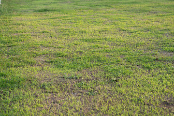 Lawn ground in the evening sun