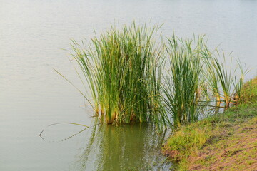 papyrus in the garden water