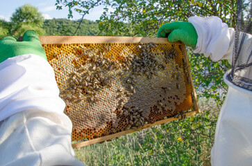 Apiary, Beekeeping, Honeybees on Honeycomb frame