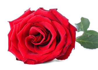 Fresh red rose on white background