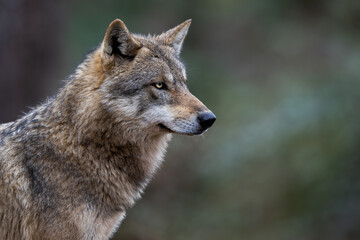 Obraz na płótnie Canvas Grey wolf in the forest