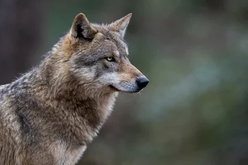 Foto auf Glas Grauer Wolf im Wald © AB Photography