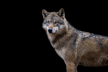 Fototapeta premium Portrait of a grey wolf with a black background