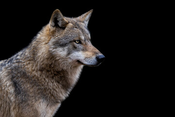 Fototapeta premium Portrait of a grey wolf with a black background
