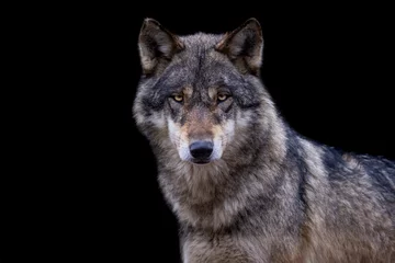 Deurstickers Portret van een grijze wolf met een zwarte achtergrond © AB Photography