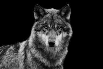 Obraz premium Portrait of a grey wolf with a black background