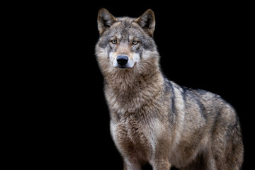 Fototapeta premium Portrait of a grey wolf with a black background