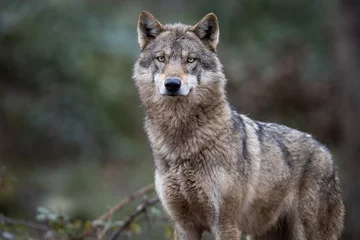 Foto op Aluminium Grey wolf in the forest © AB Photography