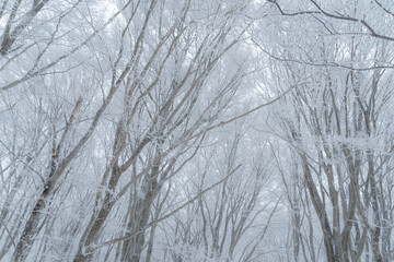 樹氷の森