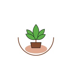 plant in pot