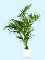 Fototapeta na wymiar Healthy green Kentia palm in a white flowerpot