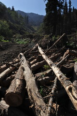 Almaty / Kazakhstan - 09.04.2012 : Charred and fallen trees after a forest fire. A tract near the city.