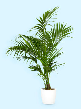 Healthy green Kentia palm in a white flowerpot