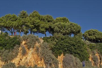 Pines on a cliff in Portimao, Algarve, Portugal