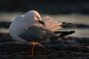 Seagull preening its wing feathers at sunrise