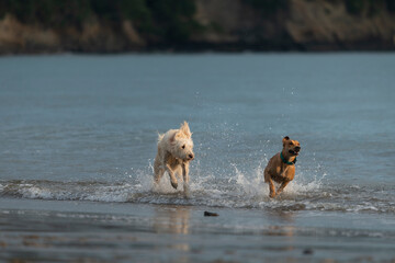 Two dogs running and playing in the water