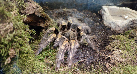 gold stripe spider - chaco golden stripe