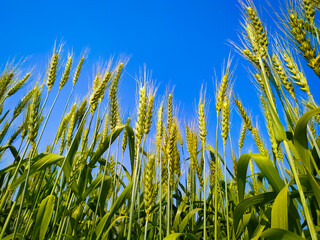 Close Up of green wheat ears on field with blue sky