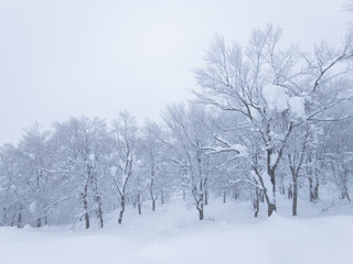 Frozen trees in a snowy mountain (Zao-onsen ski resort, Yamagata, Japan)