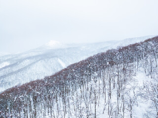 Beech forest on a snowy mountains (Zao-onsen ski resort, Yamagata, Japan)