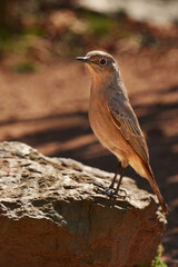 As free as a bird. Shot of a bird in its natural habitat.