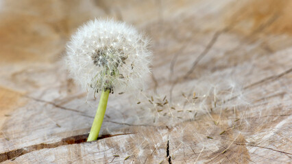 Pusteblume, Symbol, Alzheimer, Demenz