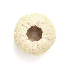 Fauna of Atlantic ocean around Gran Canaria - skeletons of Paracentrotus, sea urchin isolated on...