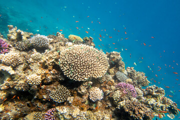 Fototapeta na wymiar Colorful, picturesque coral reef at the sandy bottom of tropical sea, hard corals with green chromis fishes, underwater landscape