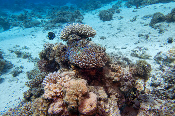 Naklejka na ściany i meble Colorful, picturesque coral reef at the bottom of tropical sea, hard corals and exotic fishes, underwater landscape