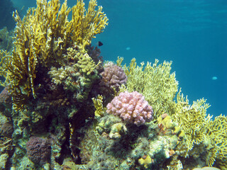 Naklejka na ściany i meble coral reef with hard and fire coral at the bottom of tropical sea