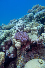Naklejka na ściany i meble Colorful, picturesque coral reef at the bottom of tropical sea, different types of hard coral and violet Pocillopora, underwater landscape