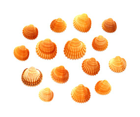 Small shells of  juvenile common cockle, Cerastoderma edule,  isolated on white background