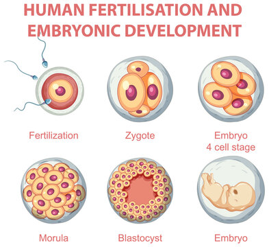 Human fertilisation and embryonic development in human infographic