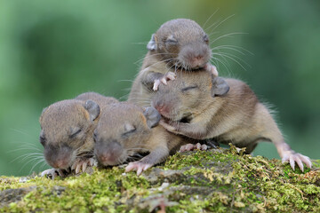A number of baby house mice are sleeping in their nests. This rodent mammal has the scientific name...