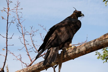 Almaty / Kazakhstan - 09.23.2020 : A Golden eagle tamed for training sits on a wooden platform among the branches.