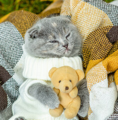 Kitten wearing warm sweater sleeps on plaid and hugs toy bear. Top down view