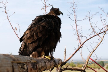 Almaty / Kazakhstan - 09.23.2020 : A Golden eagle tamed for training sits on a wooden platform among the branches.