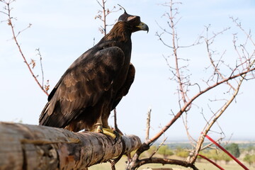 Almaty / Kazakhstan - 09.23.2020 : A Golden eagle tamed for training sits on a wooden platform among the branches.