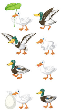 Set of different poses of ducks cartoon characters